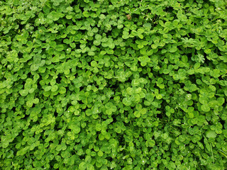 Fototapeta premium clover on the ground
