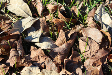 leaves on ground