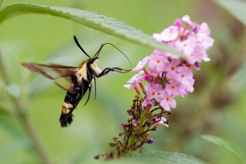 Hummingbird Moth on Butterfly Bush