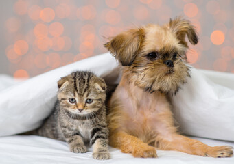 A small kitten and a puppy lying next to each other under a white blanket on a bed at home against the backdrop of lanterns. British kitten and Brussels Griffon puppy