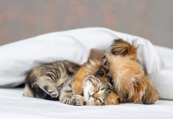 A small kitten and a puppy sleeping next to each other under a white blanket and hugging on a bed at home against the backdrop of lanterns. British kitten and Brussels Griffon puppy