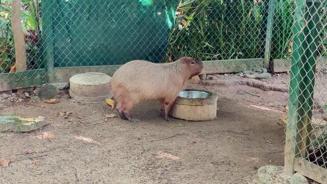 Capybara animal is eating and looking around in a cage. Ardastra Gardens Zoo, Nassau, Bahamas