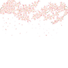 青空に　桜　舞う　コピースペース　背景白　