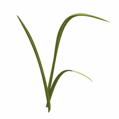 A blade of grass for bouquets. Branches greenery elements of plant on white background. Vector illustration.