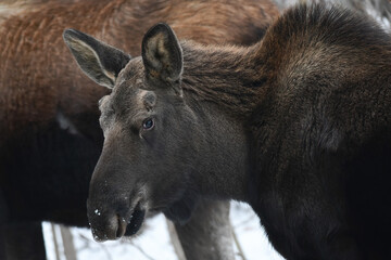 Fototapeta premium A young bull moose stands next to its mother on a snowy Alaska winter day.