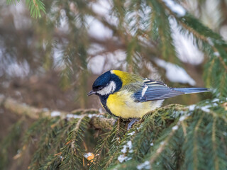 Cute bird Great tit, songbird sitting on the fir branch with snow in winter