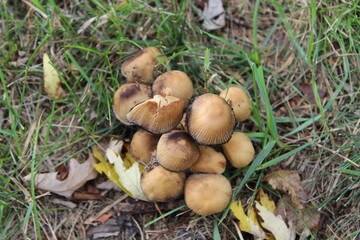 mushrooms in the grass