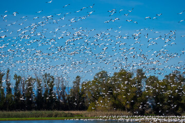 Snow Geese in Sacramento National Wildlife Refuge California