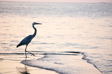 heron at sunset