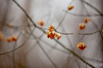European spindle tree blossoms captures in the dead of winter.