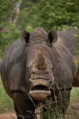 Fototapeta premium White rhino