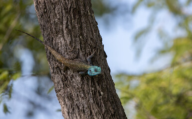 Southern Tree Agama