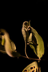 chameleon on leaf