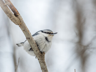 Eurasian nuthatch or wood nuthatch, lat. Sitta europaea, sitting on a tree branch with a blurred background.