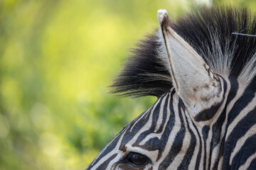 zebra close up
