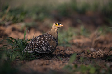 double banded sandgrouse