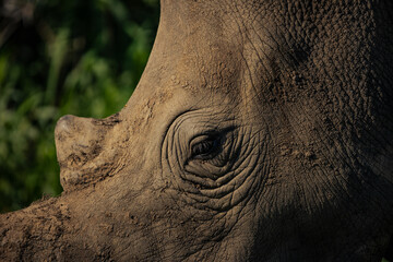 Obraz premium White rhino closeup