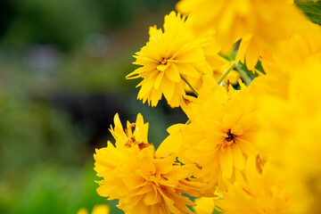 yellow dandelion flowers