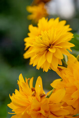 yellow flower in the garden