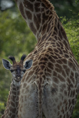 close up of a giraffe