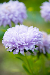 close up of a aster