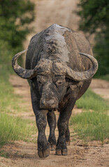 Obraz premium Buffalo bull walking