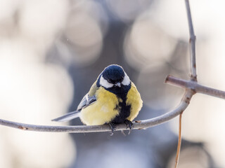 Cute bird Great tit, songbird sitting on a branch without leaves in the autumn or winter.