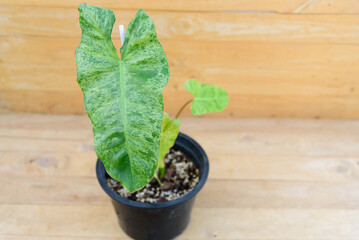 Philodendron paraiso verde on wood plate