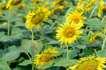 Fresh sunflower with blue sky in sunshine day