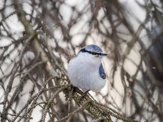 Eurasian nuthatch or wood nuthatch, lat. Sitta europaea, sitting on a tree branch with a blurred background.