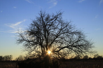 silhouette of a tree at Sunset with a colorful sky and the Sun with Sunrays that's bright and colorful. North of Hutchinson Kansas USA out in the country.