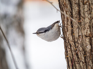 Eurasian nuthatch or wood nuthatch, lat. Sitta europaea, sitting on a tree trunk with a blurred background.