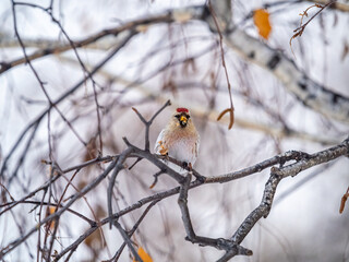 Common redpoll female, cute bird with bright red patch on its forehead sits on tree branch without leaves in winter