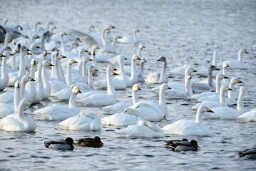 Mountains and swans, 2022/1/21
