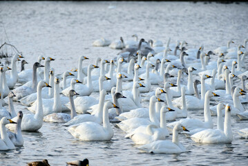 Mountains and swans, 2022/1/21