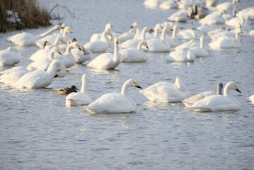 Mountains and swans, 2022/1/21