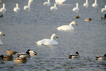 Mountains and swans, 2022/1/21