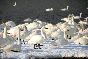 Fototapeta premium beautiful swans, 2022/1/21