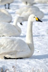 beautiful swans, 2022/1/21