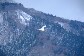 Mountains and swans, 2022/1/21