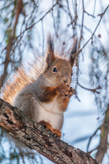 The squirrel with nut sits on tree in the winter or late autumn