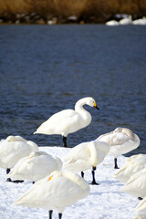 beautiful swans, 2022/1/21