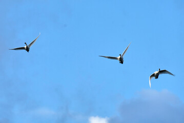 Soaring swan, 2022/1/21