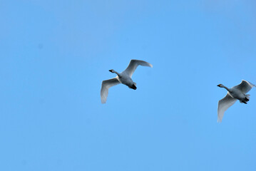 Soaring swan, 2022/1/21
