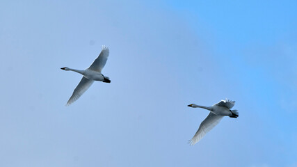 Soaring swan, 2022/1/21