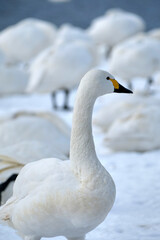 beautiful swans, 2022/1/21