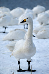 beautiful swans, 2022/1/21