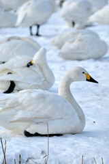 Obraz premium beautiful swans, 2022/1/21