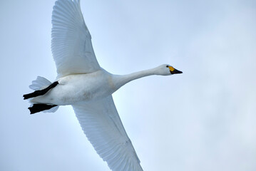 Soaring swan, 2022/1/21