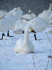 beautiful swans, 2022/1/21